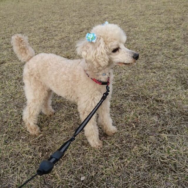 飼い犬のアルマが逃げ出してしまいました💦桐生近辺で見かけた方はご連絡下さい。お願いいたしますm(__)m💦
クリーム色のトイプードルです！